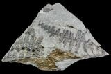 Pennsylvanian Fossil Fern (Lyginopteris) - Alabama #112749-1